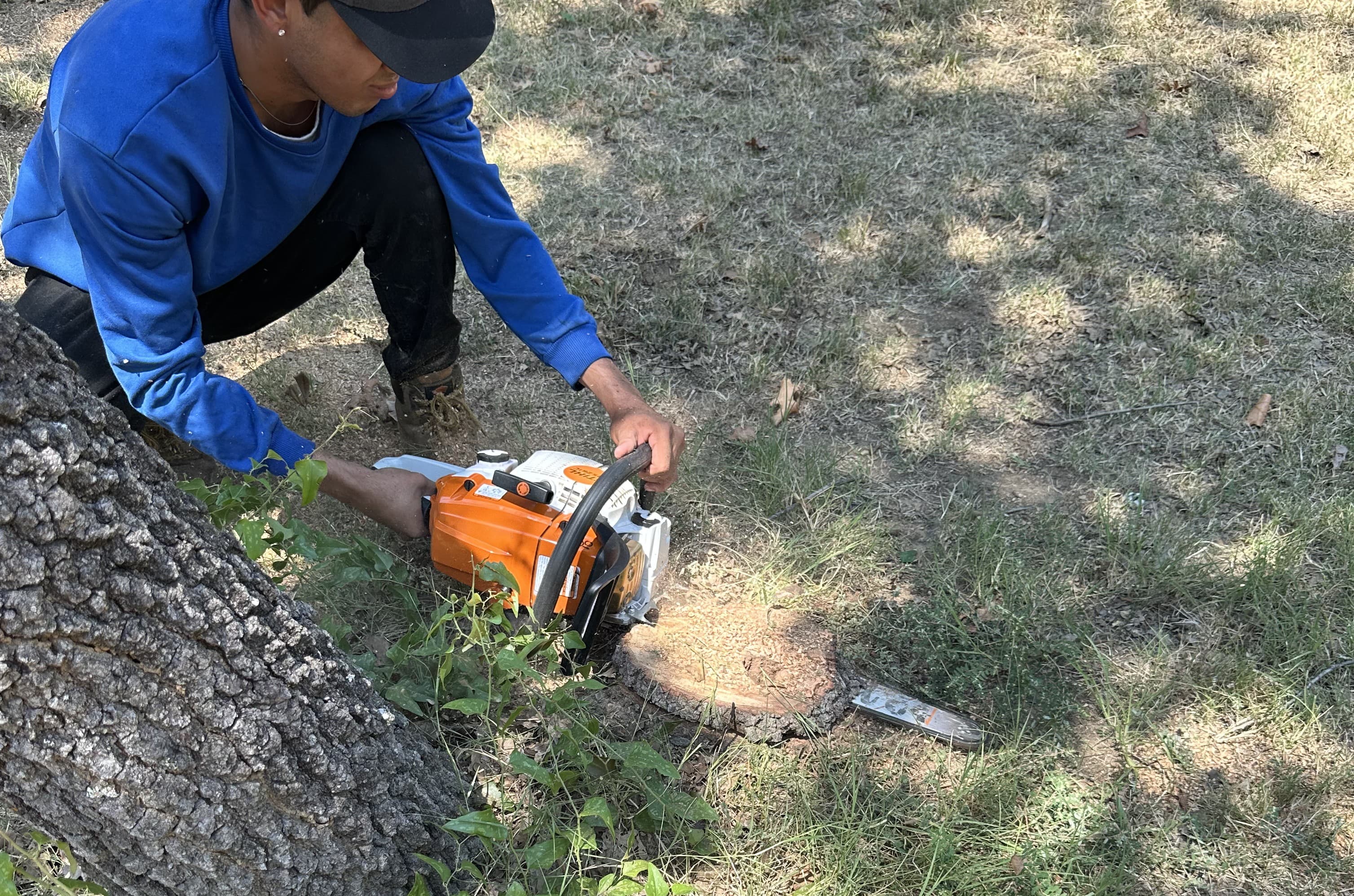 Tree Removal